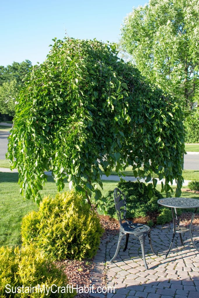 Small mulberry tree in the yard in the summer.