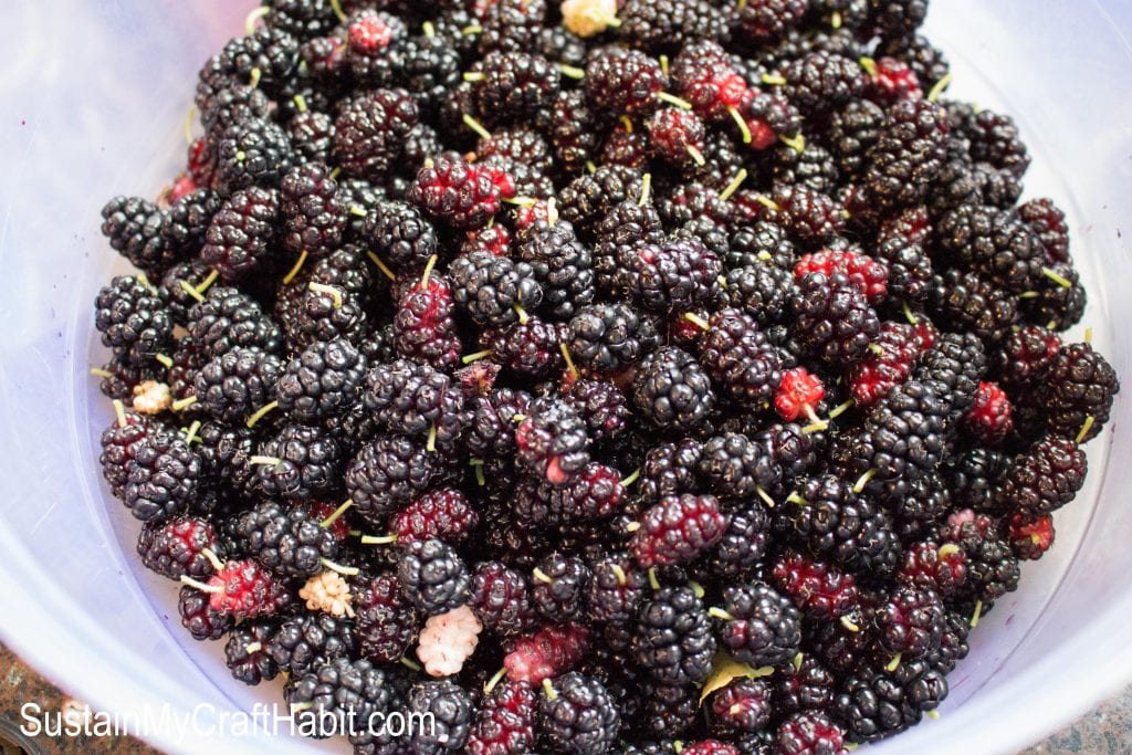 A white plastic bowl filled with harvested fresh mulberry fruit.