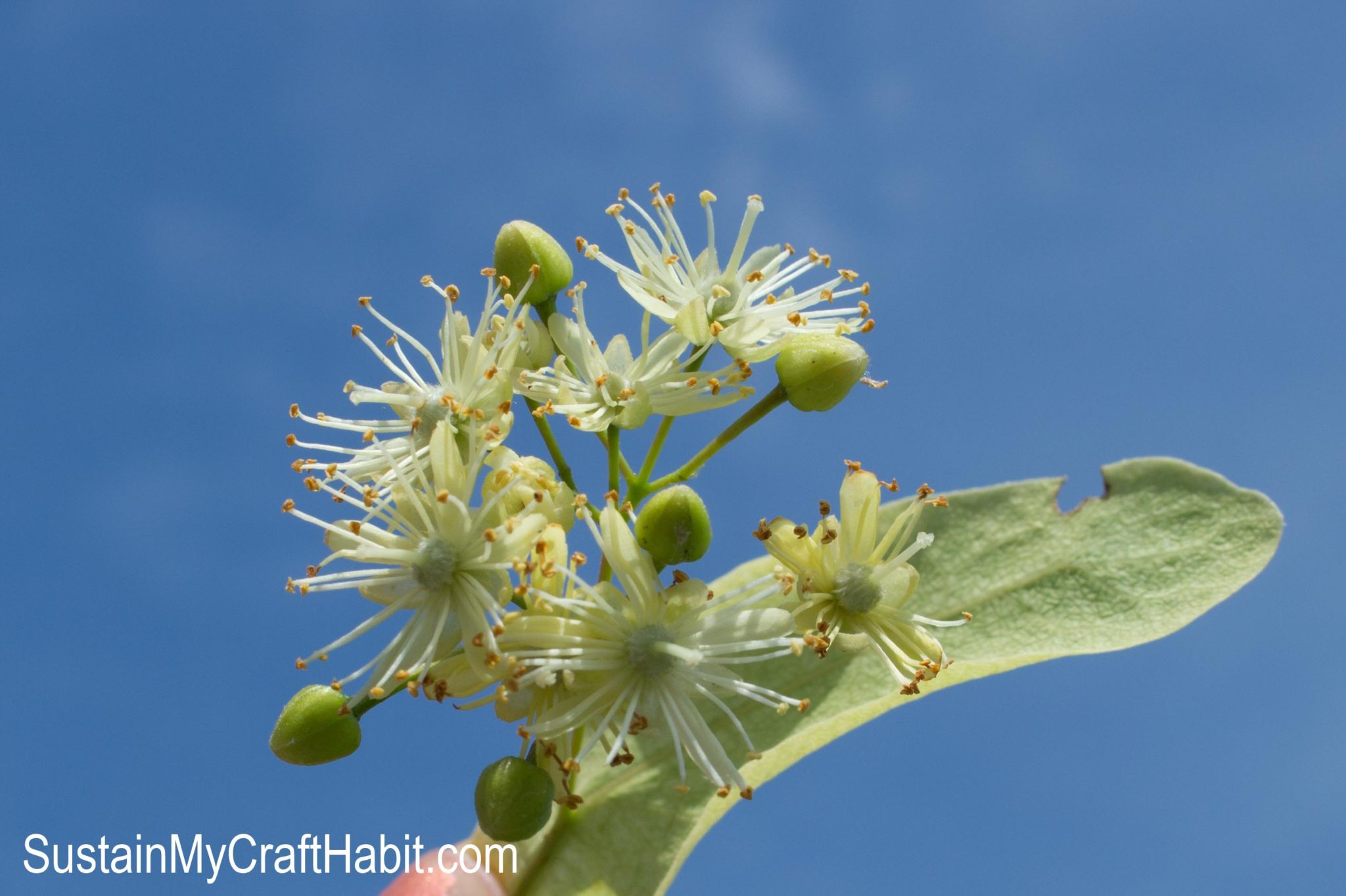 Dry Your Own Linden Tea from Trees in your Neighbourhood! Sustain My