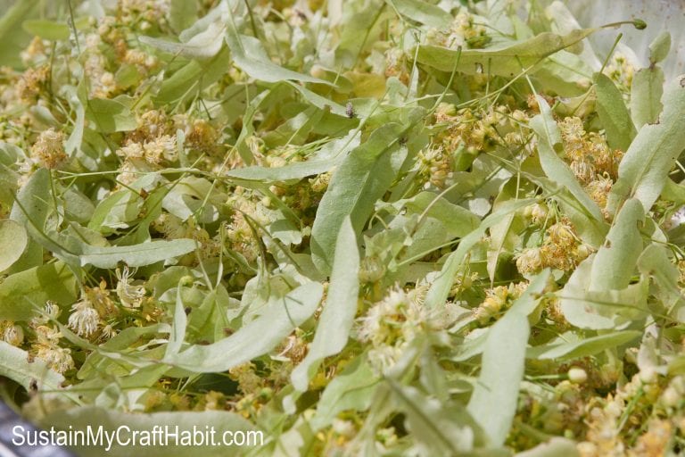 Dry Your Own Linden Tea from Trees in your Neighbourhood!
