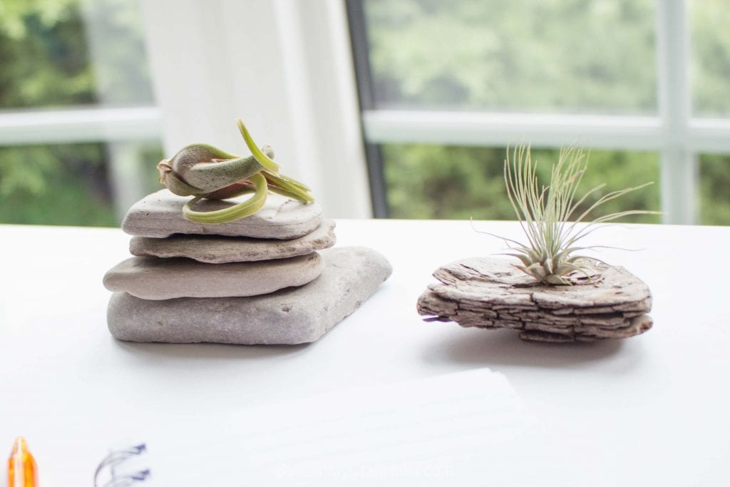 A stack of flat beach stones and an interesting piece of driftwood on a desk as examples of DIY air plant display ideaas