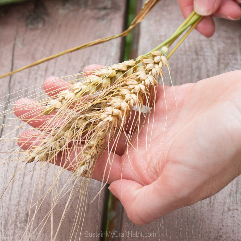 Woman holding shafts of wheat in her hand