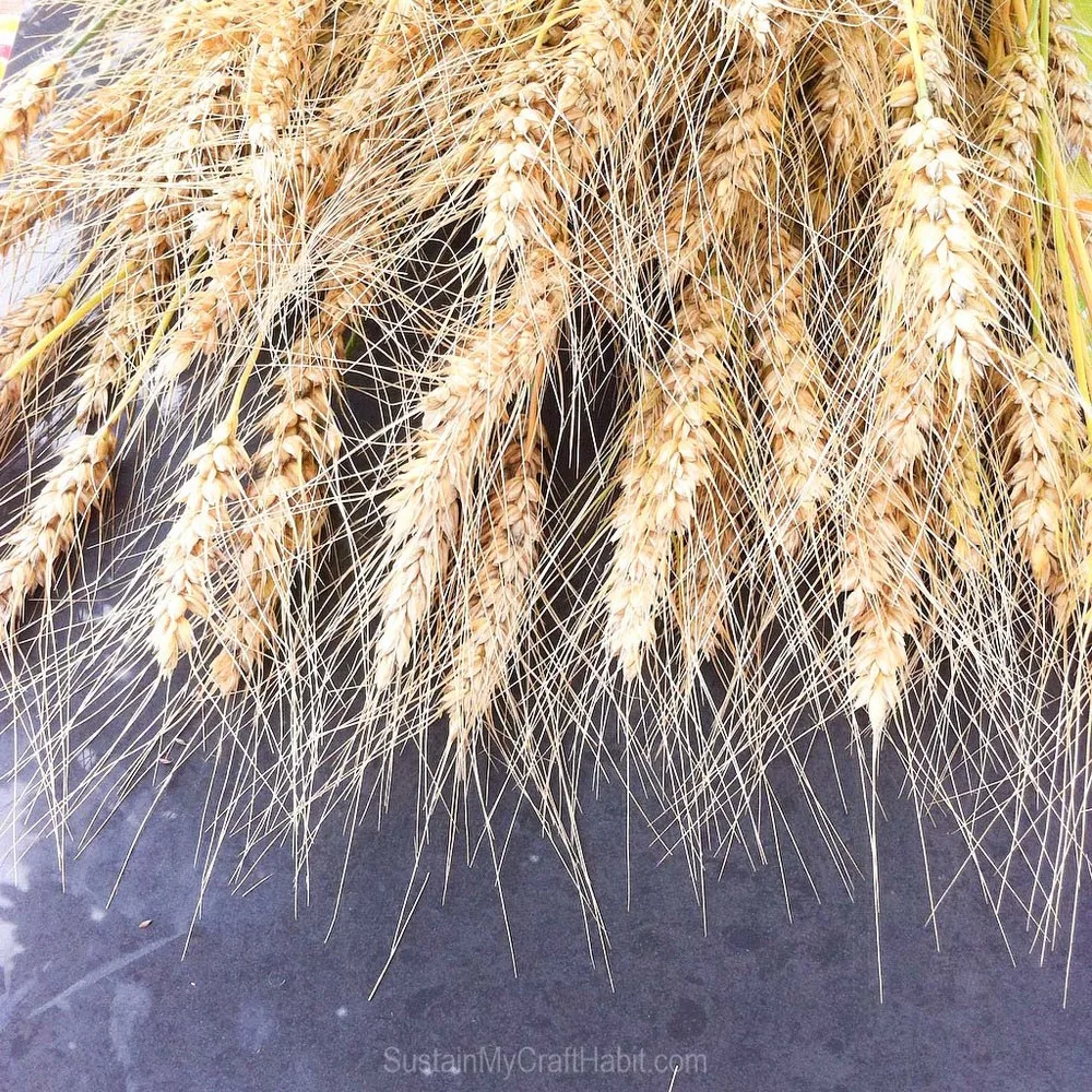 Beautiful golden wheat grains against a dark gray tile surface