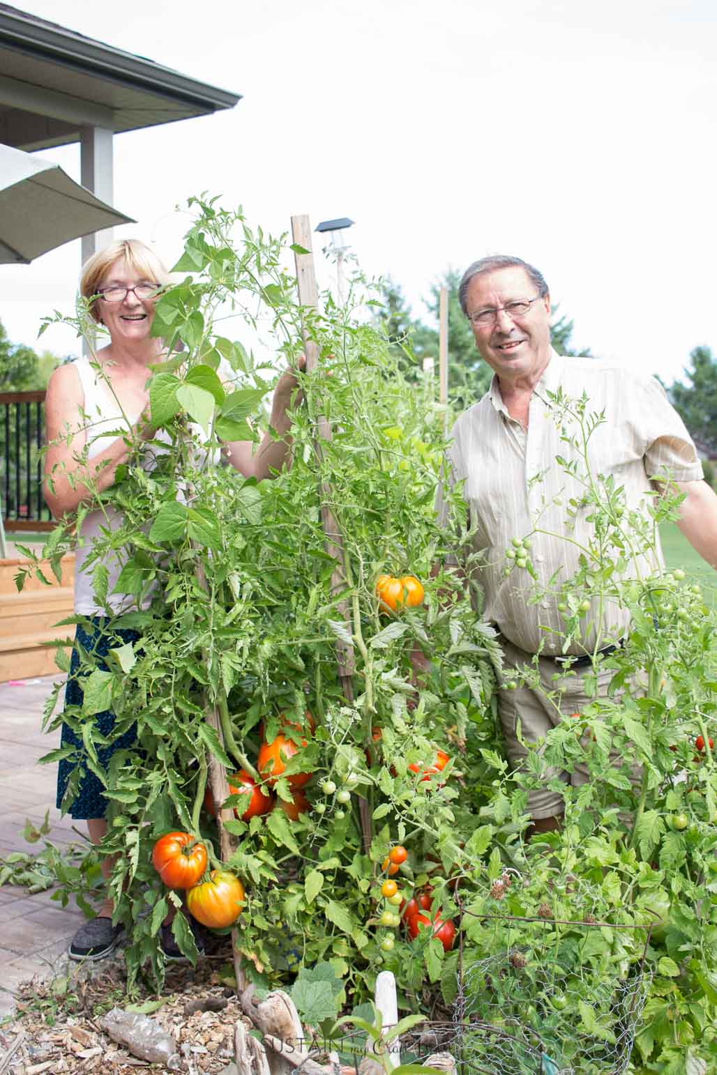 A bounty crop of tomatoes