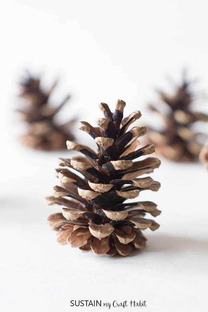 Clean your pine cones for crafts naturally with these simple steps.