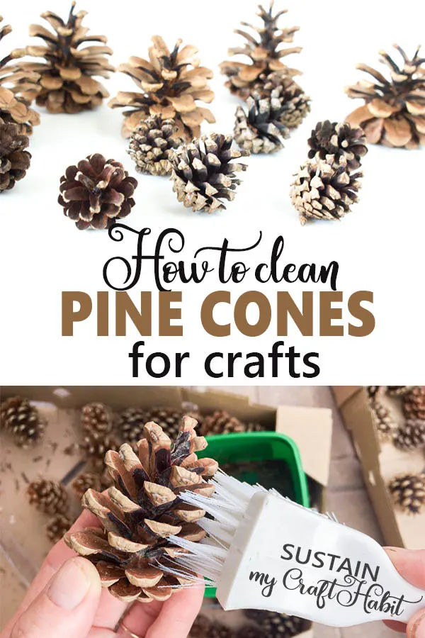 Title image of how to clean pine cones for crafts