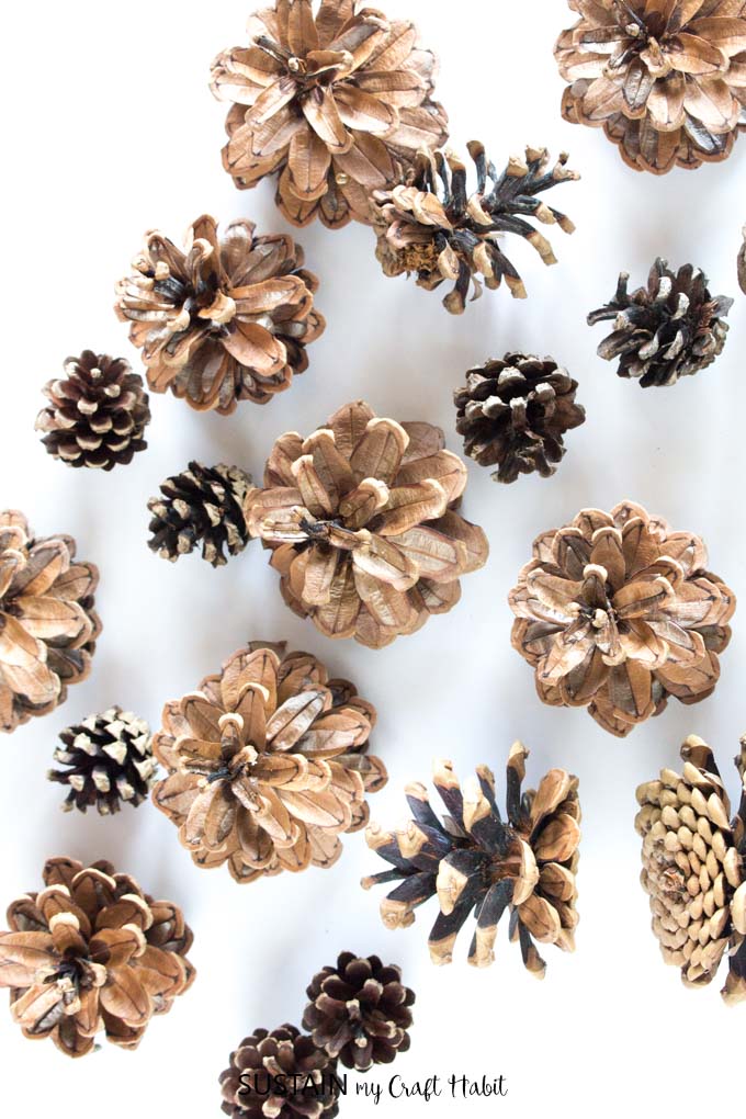 Simple and natural method for cleaning pine cones for crafts