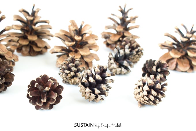 Simple and natural method for cleaning pine cones for crafts