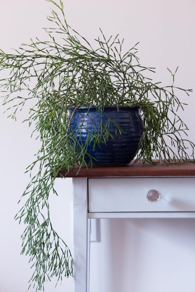 Drunkard's dream cactus on an upcycled IKEA nightstand