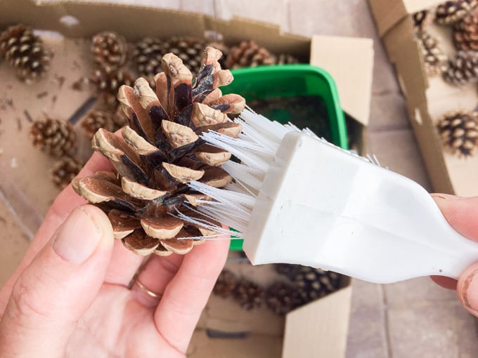 Step-by-step tutorial on how to clean pine cones for crafting.