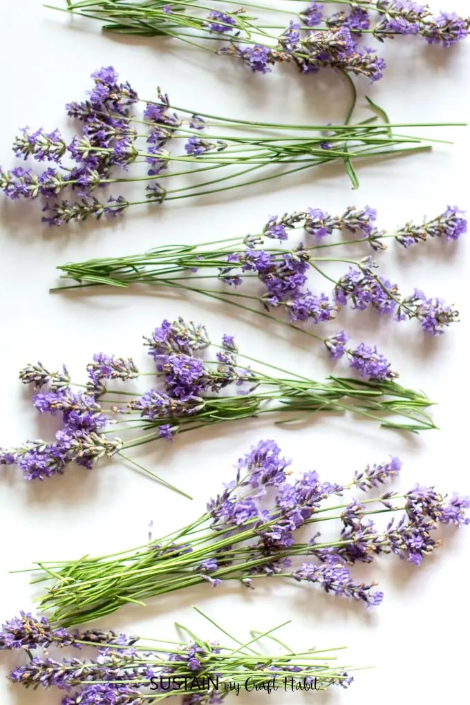 Dried lavender bunches for crafting