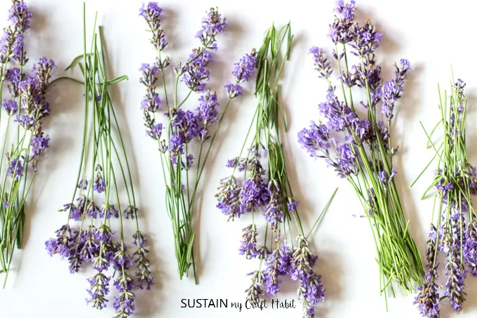 Bunches of fresh lavender ready to be dried.