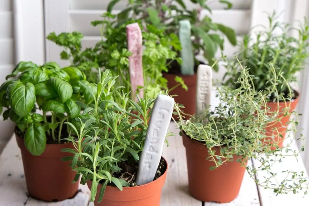 Clay pots with various herbs and handmade her garden markers placed within.