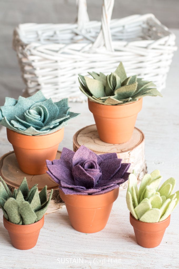 potted felt succulents