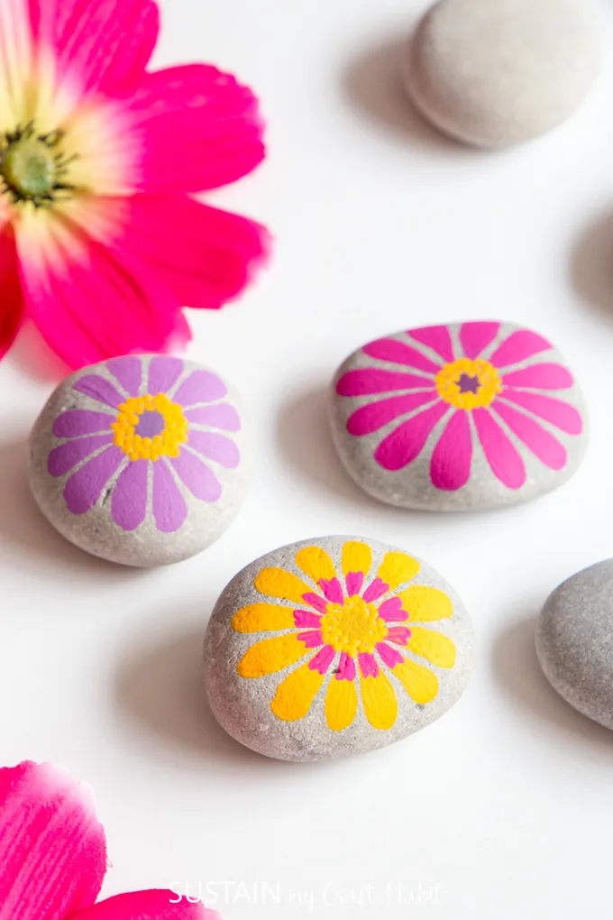 Pink, yellow and purple zinnia flower painted rocks on a white background surrounded by unpainted beach stones and fresh zinnia blooms.