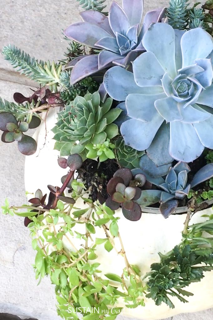 succulent arrangements