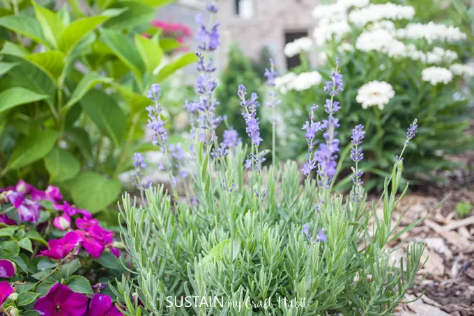 candle making with lavender