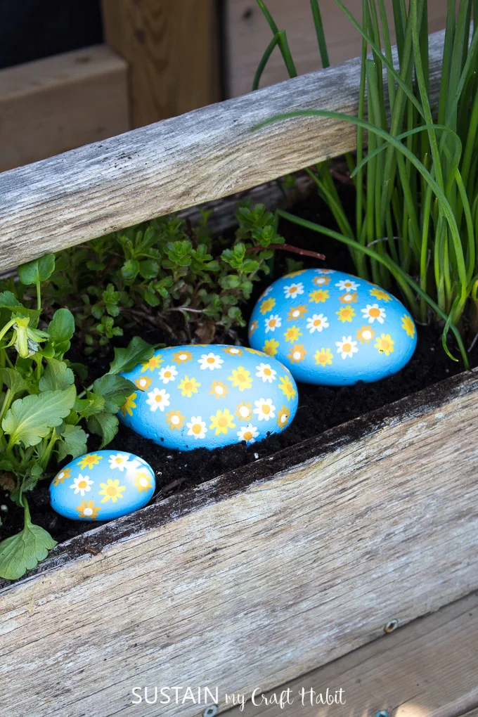 Three daisy flower painted rocks sitting in a garden bed.