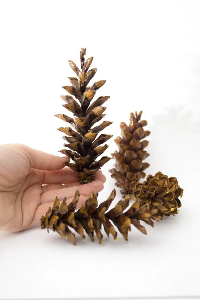someone holding an eastern white pine cone