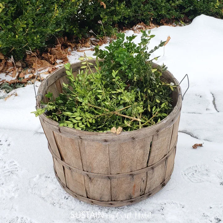 A wooden barrel holding boxwood leaves.
