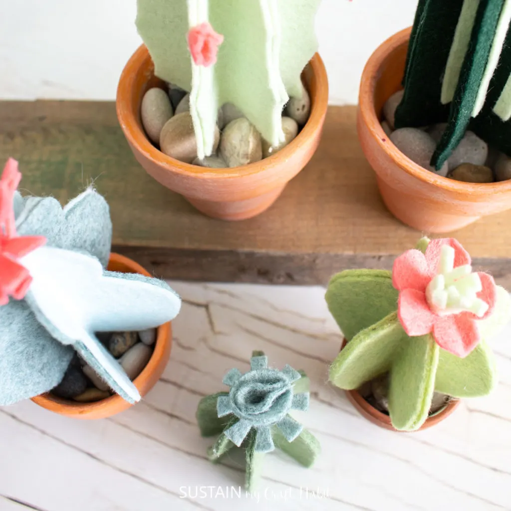 overview picture of potted felt cacti