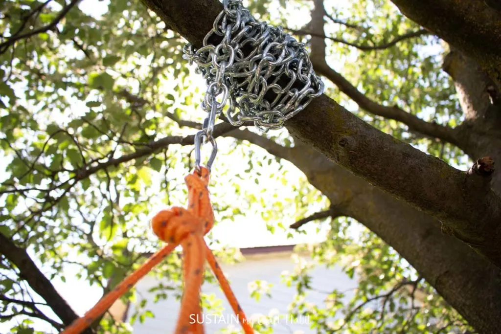 Chain wrapped around a tree branch and holding rope.