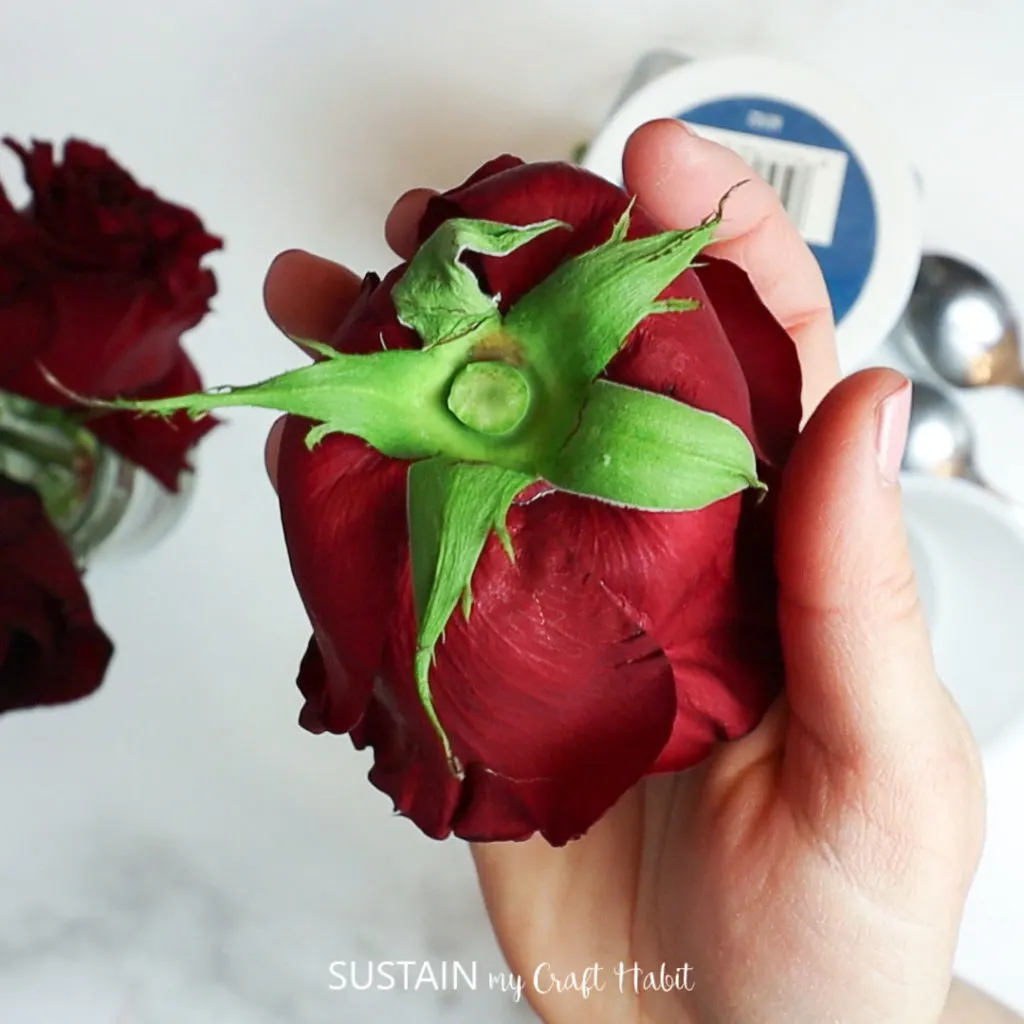 showing the back of a rose with the stem cut