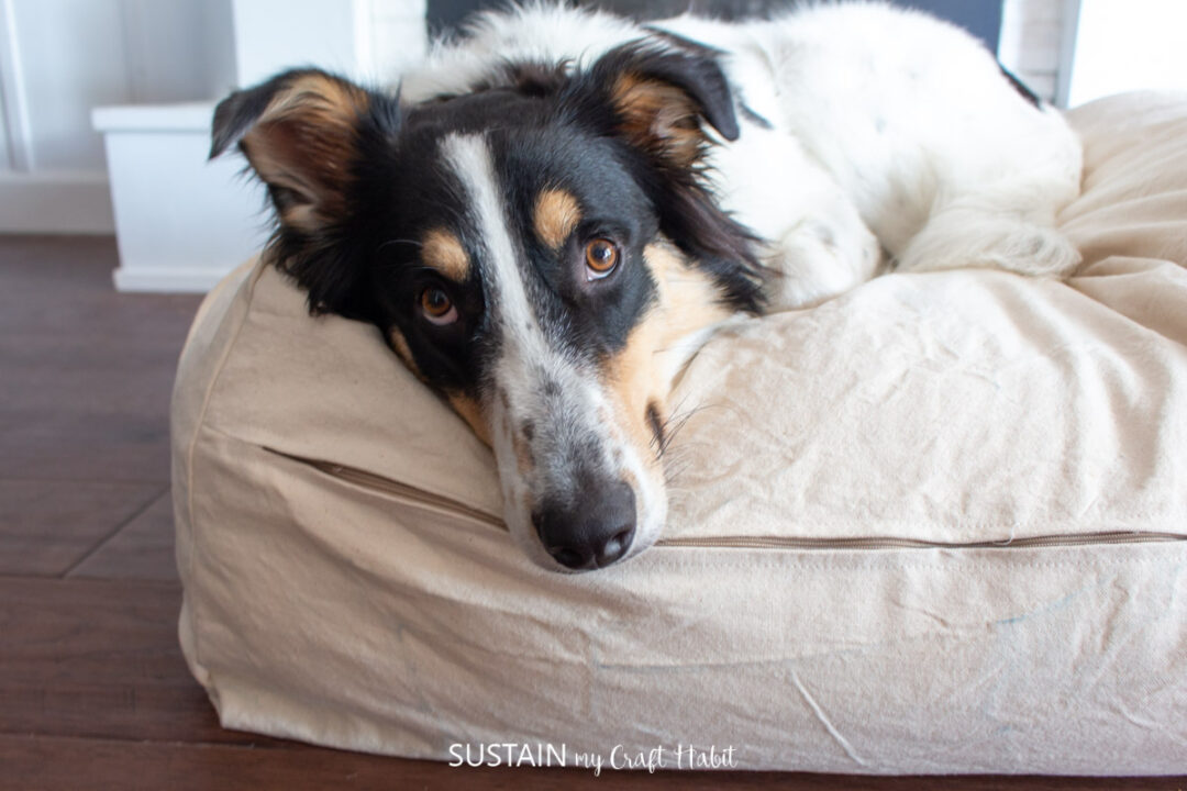 DIY Removable Dog Bed Cover Sustain My Craft Habit
