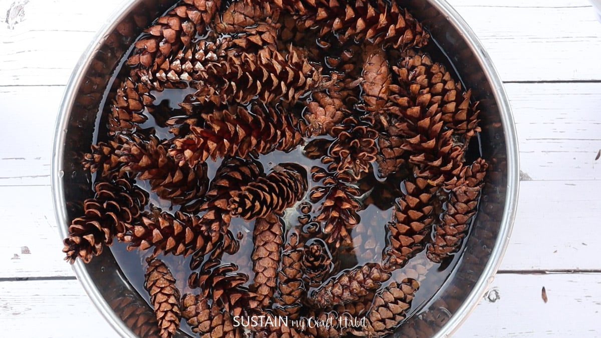 Pinecones soaking in a bowl of water.