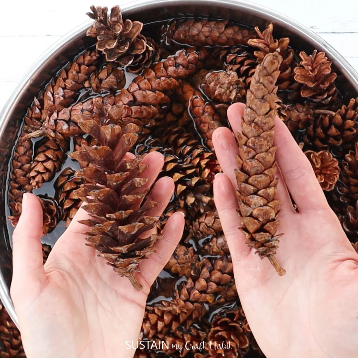 Hand holding pinecones.