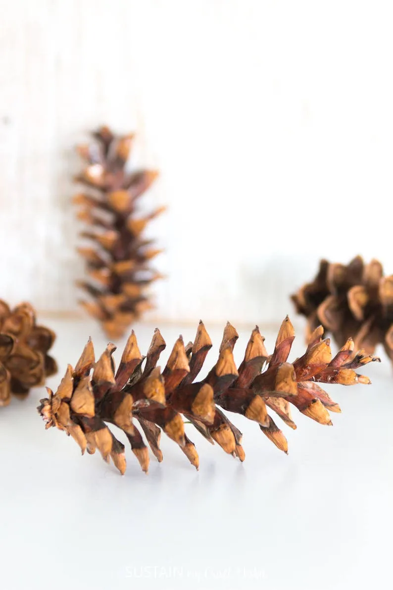 Close up image of an Easter white pine cone on a white surface.