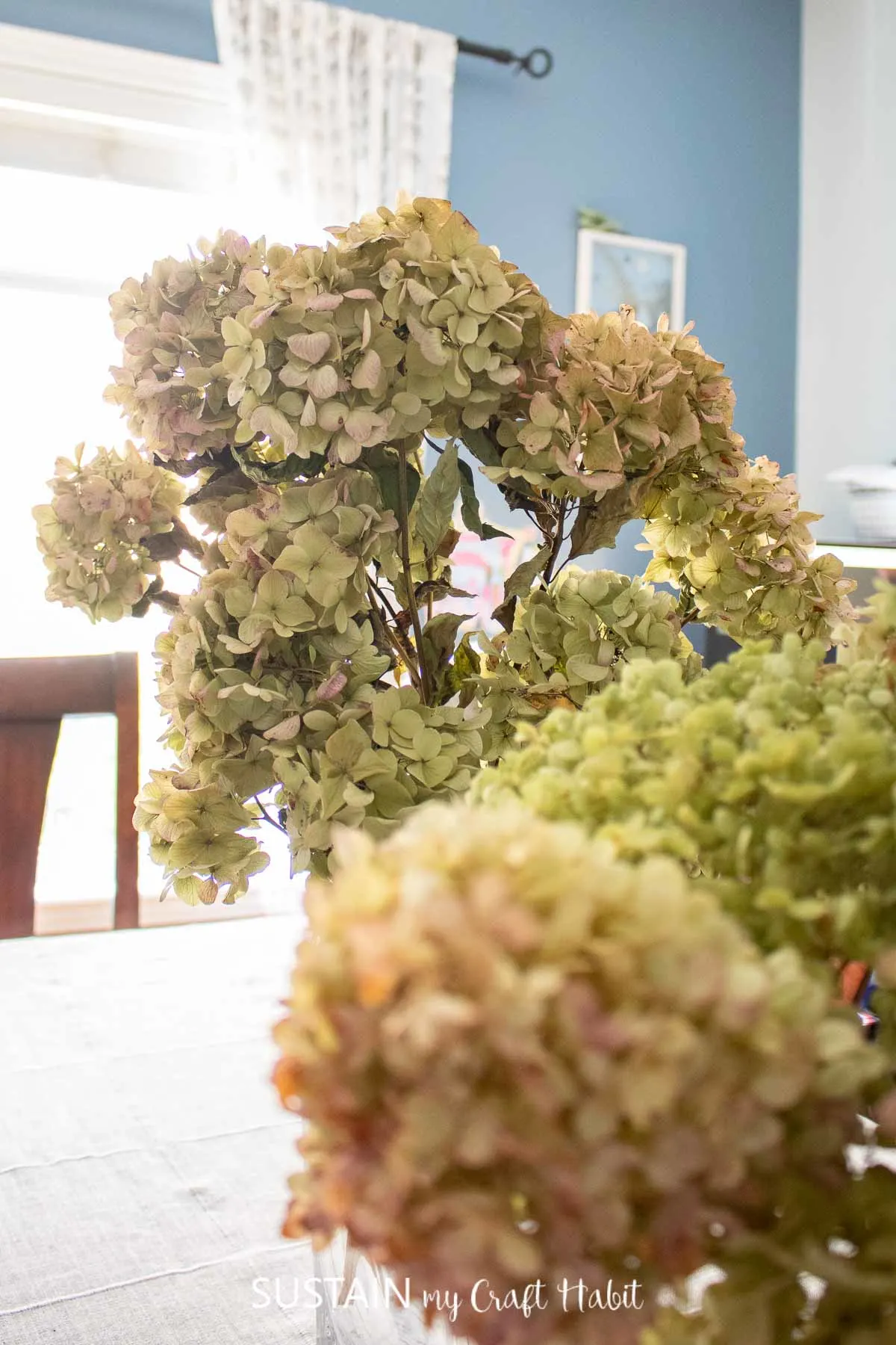 Close up of dried hydrangeas. 