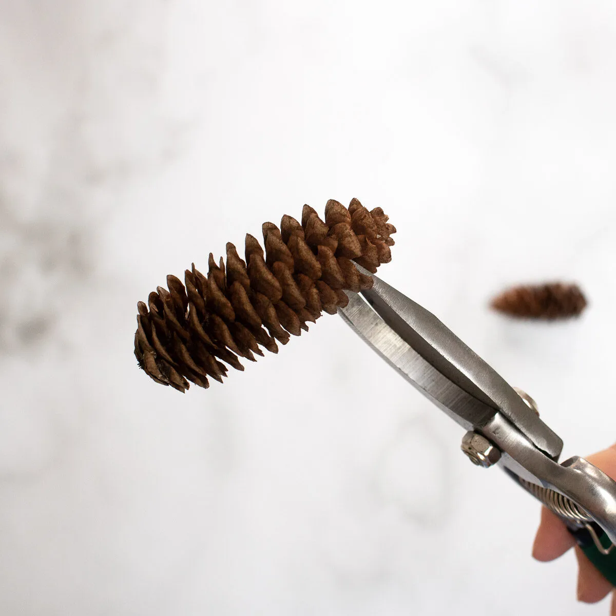 Cutting a pinecone with garden snips.