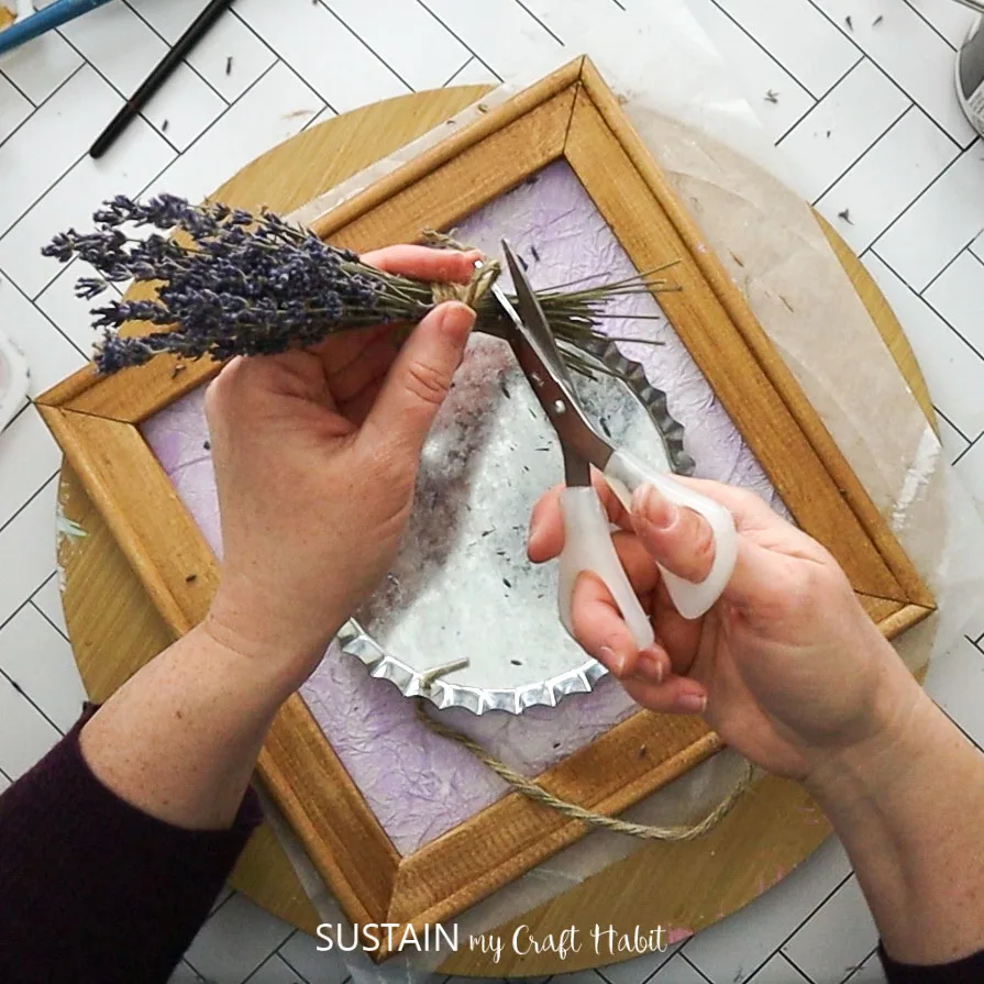 Cutting a bunch of dried lavender.