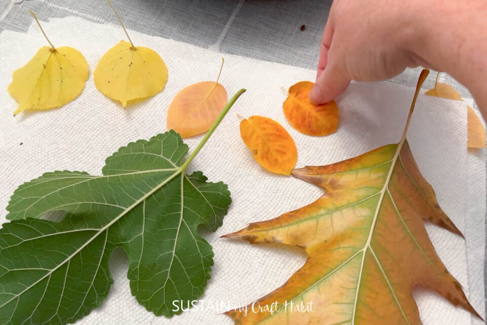 How To Preserve Leaves For Crafting [The Easy Way!] Sustain My Craft Habit
