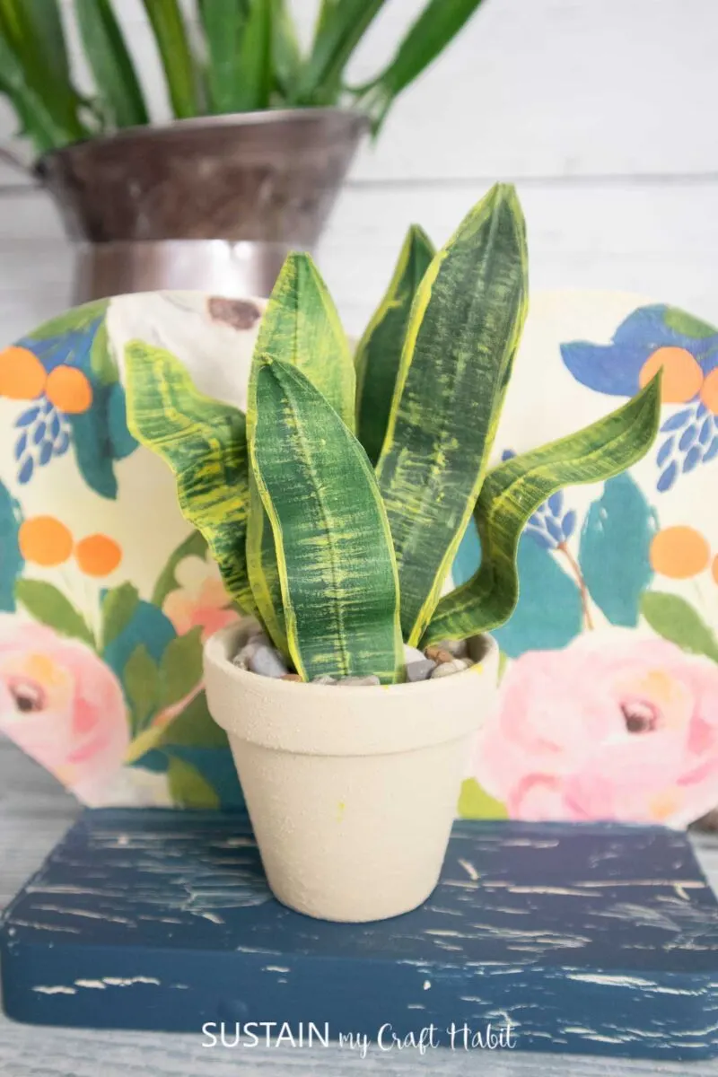 Snake plant with masking tape placed in a clay pot.