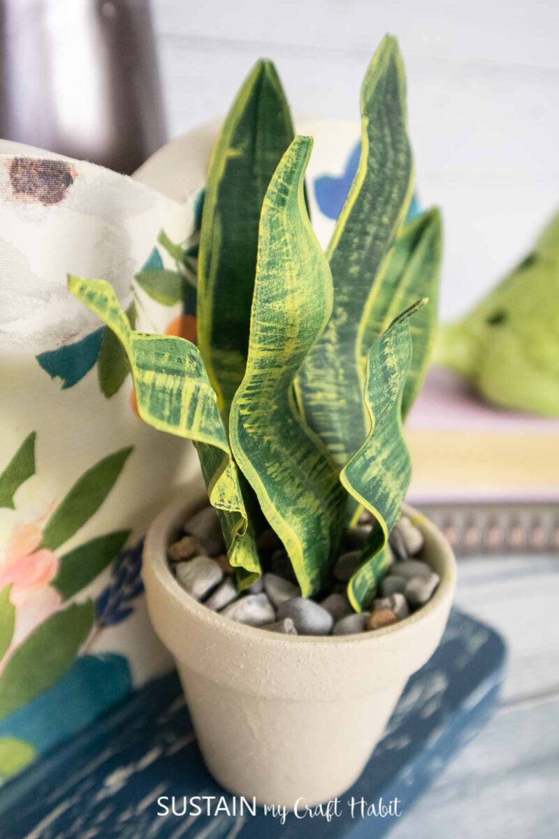 Snake plant with masking tape placed in a clay pot.