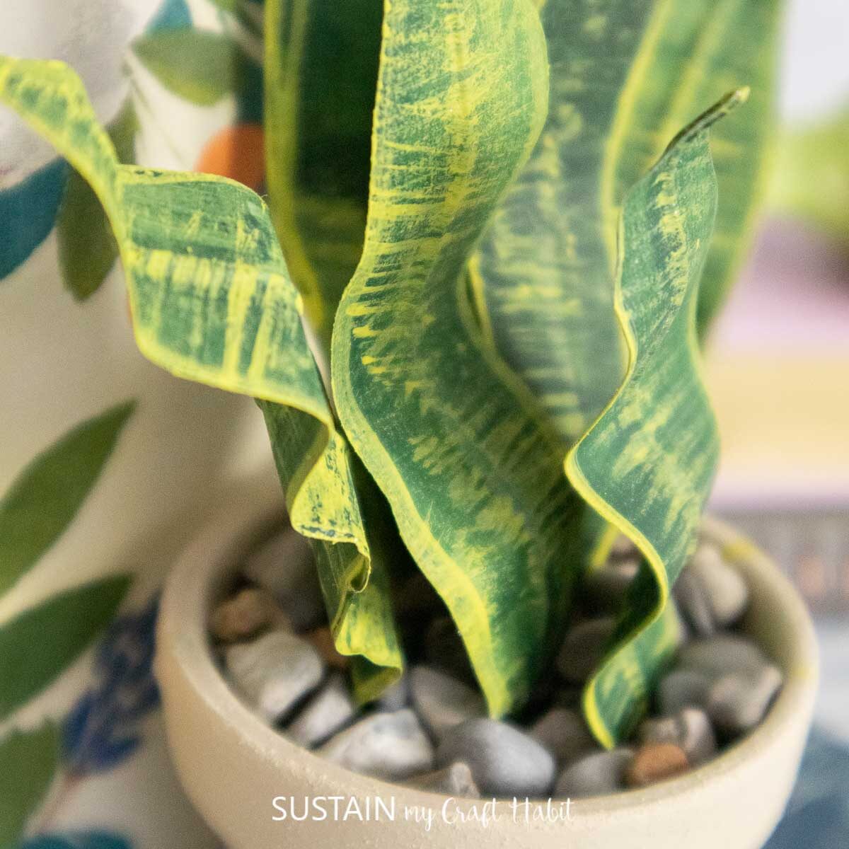 Close up of a snake plant with masking tape.