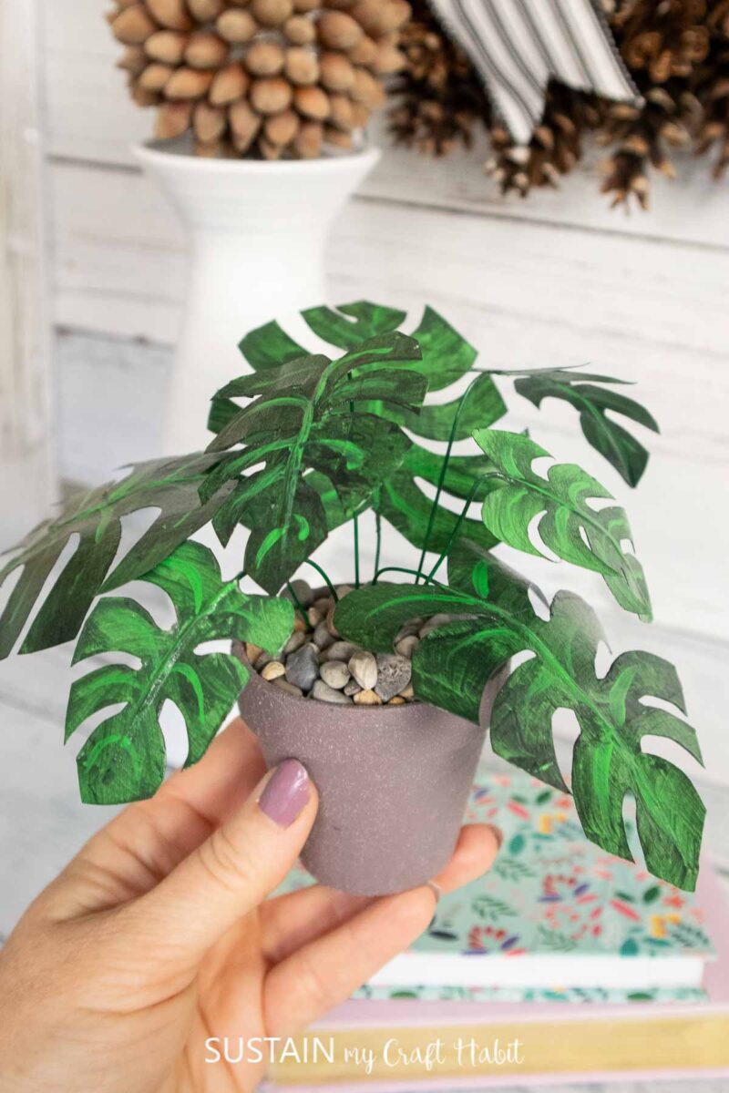 Hand holding a Mini Monstera plant with masking tape.