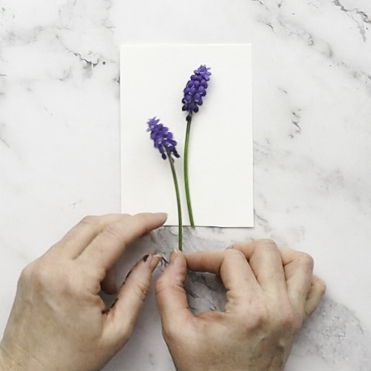 Assembling fresh flowers onto paper.